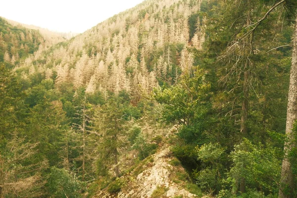 美しい山林 自然の背景 — ストック写真
