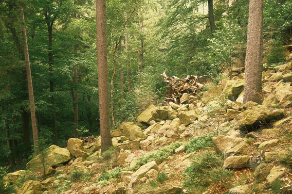 Güzel Dağ Ormanı Doğa Arkaplanı — Stok fotoğraf