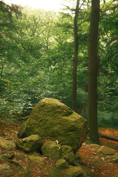 森の中の大きな岩を見ることができます 自然の背景 — ストック写真