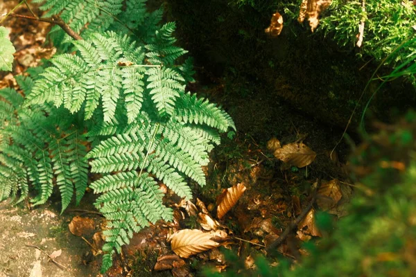 Fougère Verte Dans Forêt Nature Paysage — Photo