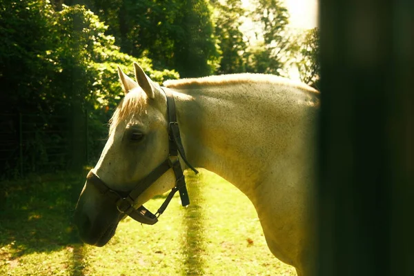 Belo Cavalo Estábulo Tema Animal — Fotografia de Stock