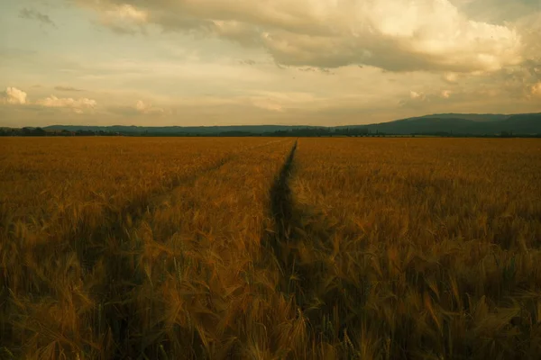 Красивое Золотое Поле Пшеницей Сельское Хозяйство — стоковое фото