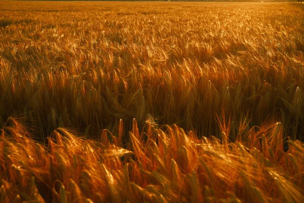 Пшеничне Поле Літній Сезон Сільськогосподарський Фон — стокове фото