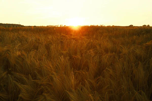 Goudkorenveld Bij Zonsondergang Landbouw — Stockfoto