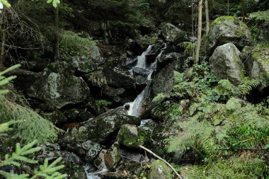 Dağ ormanının ortasında bir şelale 