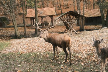 Güz mevsiminde hayvanat bahçesinde geyik. hayvanlar