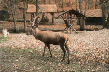 Hayvanat bahçesinde bir geyik. Güzel hayvan.