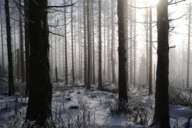 Çam ormanlarıyla güzel bir kış sabahı