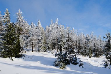 Ormanda karla kaplı ağaçlar