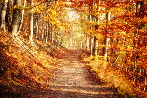 Пустой Путь Осеннем Лесу Природа — стоковое фото