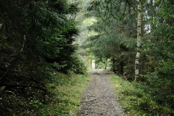 Chemin Vide Dans Une Forêt Contexte Naturel — Photo