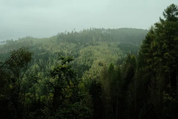 Pohled Vrcholku Hory Zelený Les Stromy Horách — Stock fotografie