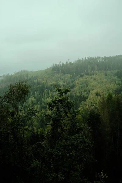 森の上から眺める美しい景色 — ストック写真