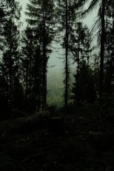Donker Bos Bergen Natuur Achtergrond — Stockfoto