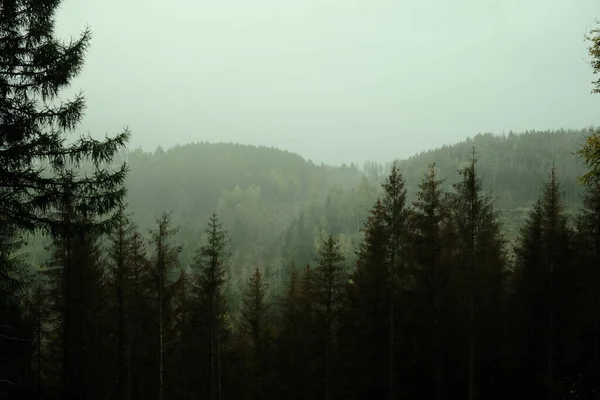 Bela Floresta Montanha Natureza Fundo — Fotografia de Stock