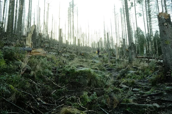 Orman Sabahın Erken Saatlerinde Güzel Dijital Fotoğraf — Stok fotoğraf