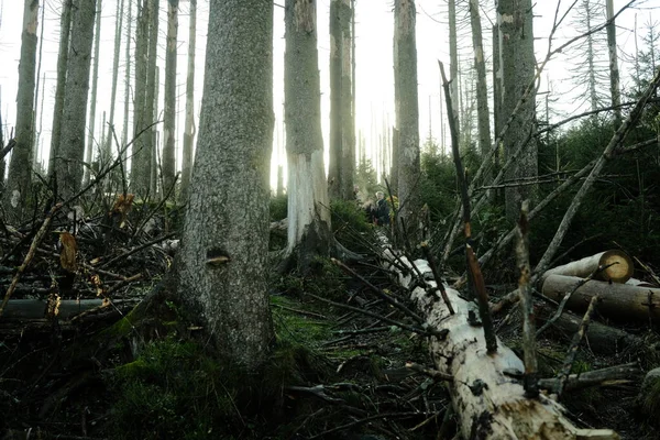 由树木和树根组成的森林 高质量的照片 — 图库照片