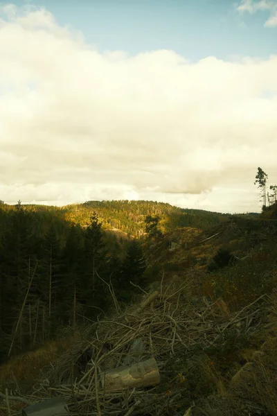 森のある山の秋 自然の背景 — ストック写真