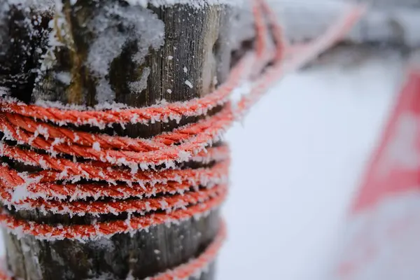 Червона Мотузка Сніжному Критому Стовбурі Дерева Концепція — стокове фото