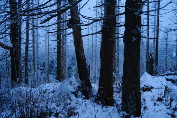 Forêt Hivernale Couverte Neige Soir — Photo