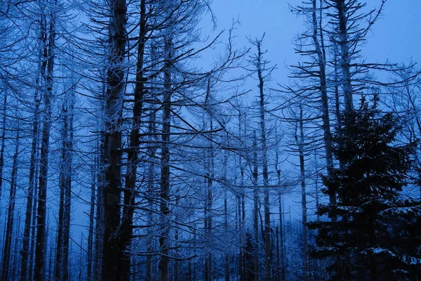 Belle Nuit Sombre Paysage Hivernal Avec Neige Arbres — Photo