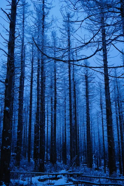 Paisagem Inverno Com Árvores Cobertas Geada — Fotografia de Stock
