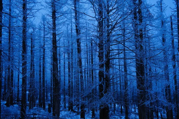 Forêt Nocturne Hiver Avec Neige Arbres — Photo