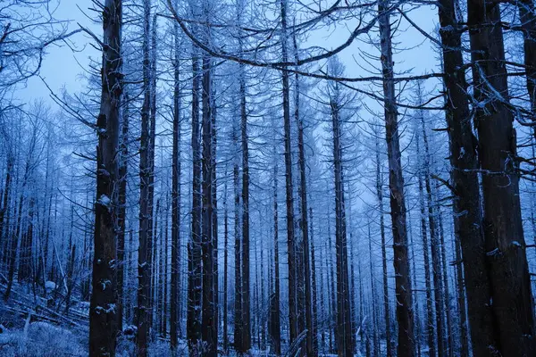 Pins Neigeux Dans Forêt Hivernale Nocturne — Photo