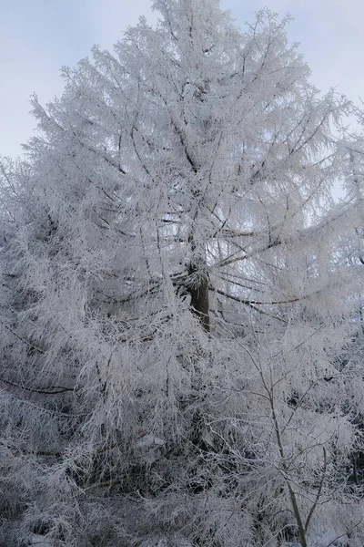 Красиве Велике Снігове Дерево Фон Природи — стокове фото