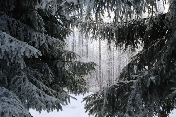 Зимовий Ліс Сніговим Покриттям Ялинових Гілок — стокове фото