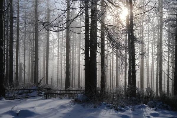 Forêt Hiver Avec Neige Arbres Contexte Naturel — Photo