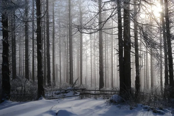 Vintermorgon Landskap Skogen Naturbakgrund — Stockfoto