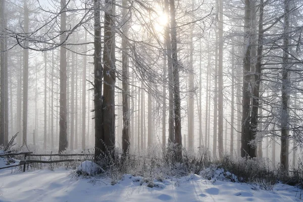 Vacker Vinterskog Morgonen Naturbakgrund — Stockfoto