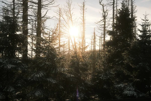 Vackert Vinterlandskap Med Granar — Stockfoto