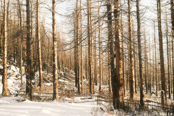 Inverno Uma Floresta Neve Natureza Fundo — Fotografia de Stock