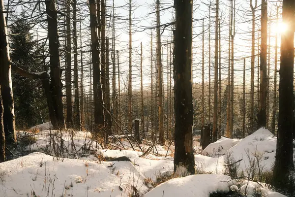 Bela Vista Floresta Inverno Natureza Fundo — Fotografia de Stock
