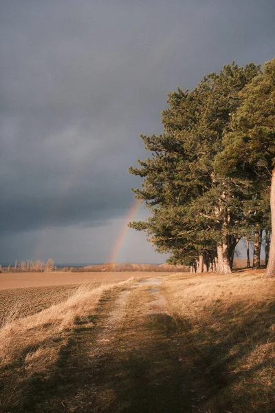 田舎の美しい景色 レインボー フィールド 松の木 — ストック写真