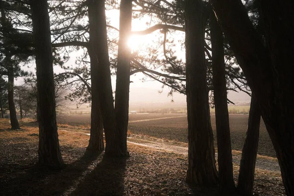 森の中の美しい夕日 自然の背景 — ストック写真