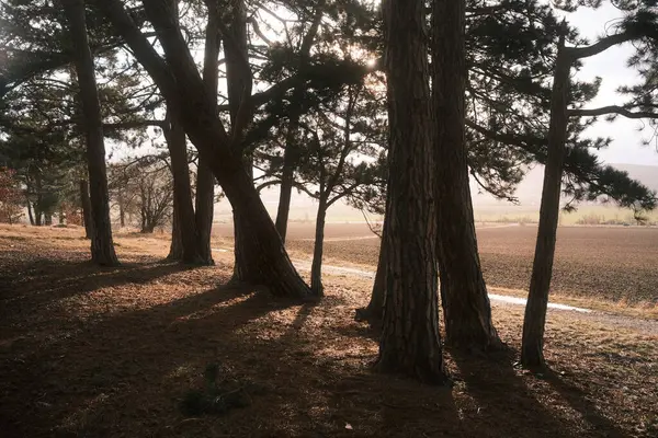 松の木と美しい秋の風景 — ストック写真