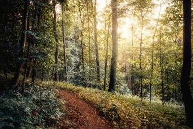 Ormandaki boş patika. Doğa arkaplanı