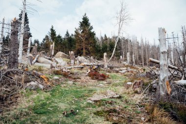 Ölü ağaçlar Harz Ulusal Parkı