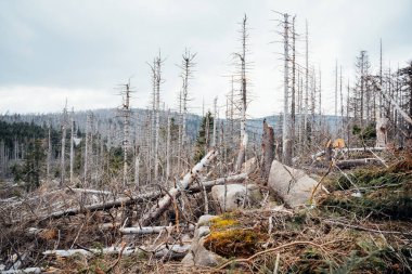 Ölü ağaçlar Harz Ulusal Parkı