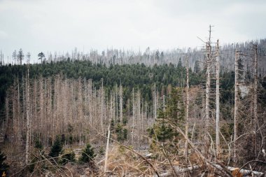 Ölü ağaçlar Harz Ulusal Parkı