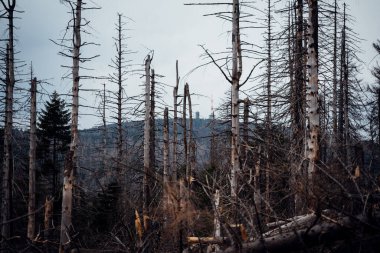 Ölü ağaçlar Harz Ulusal Parkı