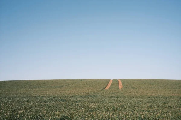Grönt Vete Fält Och Himmel Bakgrunden — Stockfoto