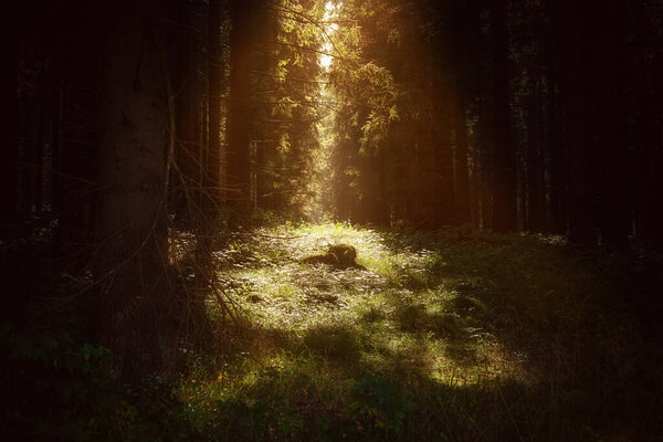 Mysterious dark mysterious forest in summer with sun shining in trees