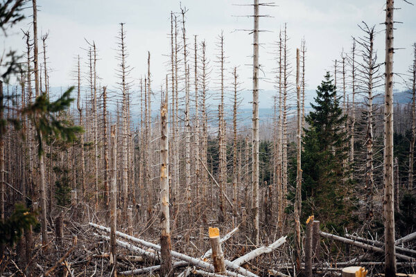 Мертвые деревья в Национальном парке Гарц
