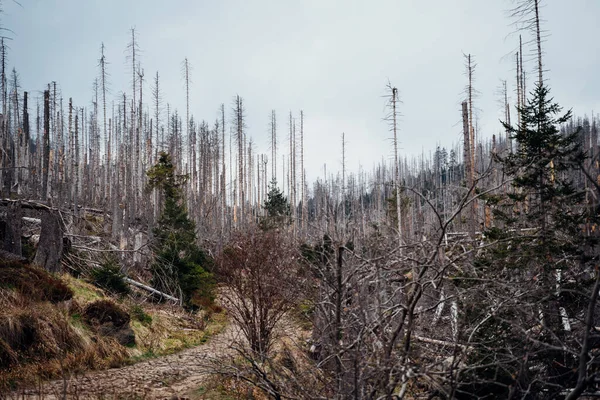 Ölü Ağaçlar Harz Ulusal Parkı — Stok fotoğraf