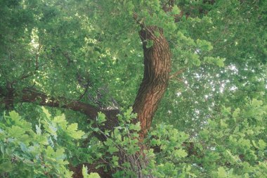 Yaz parkındaki büyük meşe ağacında yeşil yapraklar