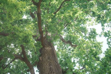 Yaz parkındaki büyük meşe ağacında yeşil yapraklar